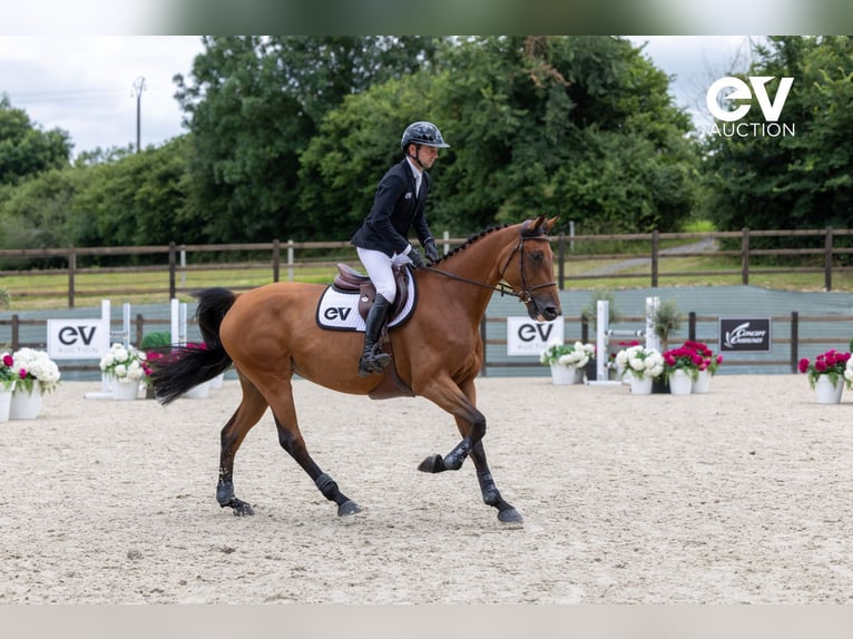 Selle Français Mare 5 years 16,1 hh Brown in Saint-Pierre-de-Coutances