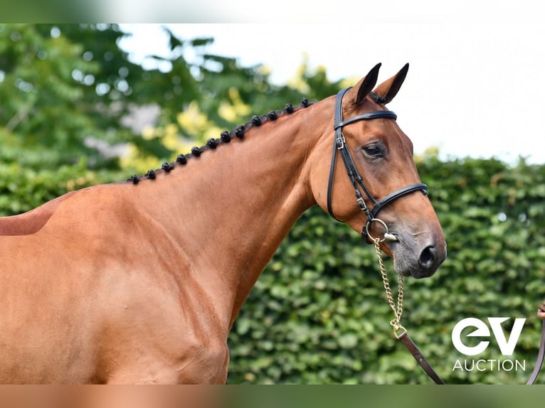 Selle Français Mare 5 years 16,1 hh Brown in Saint-Pierre-de-Coutances