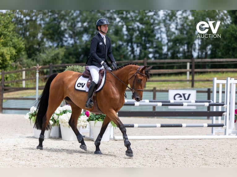 Selle Français Mare 5 years 16,1 hh Brown in Saint-Pierre-de-Coutances