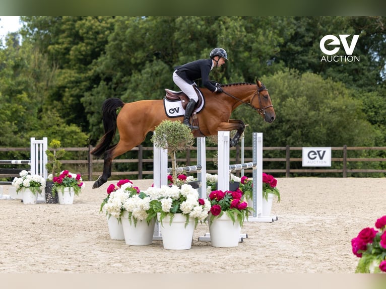 Selle Français Mare 5 years 16,1 hh Brown in Saint-Pierre-de-Coutances