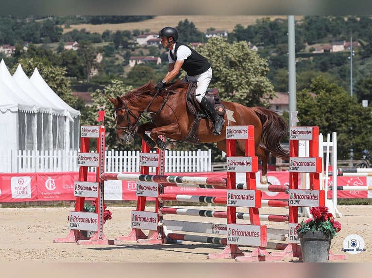 Selle Français Mare 5 years 16,1 hh Chestnut-Red in MAYNAL