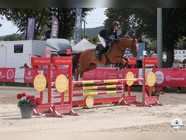 Selle Français Mare 5 years 16,1 hh Chestnut-Red in MAYNAL