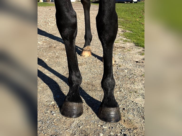 Selle Français Mare 5 years 16,1 hh Smoky-Black in Préchac