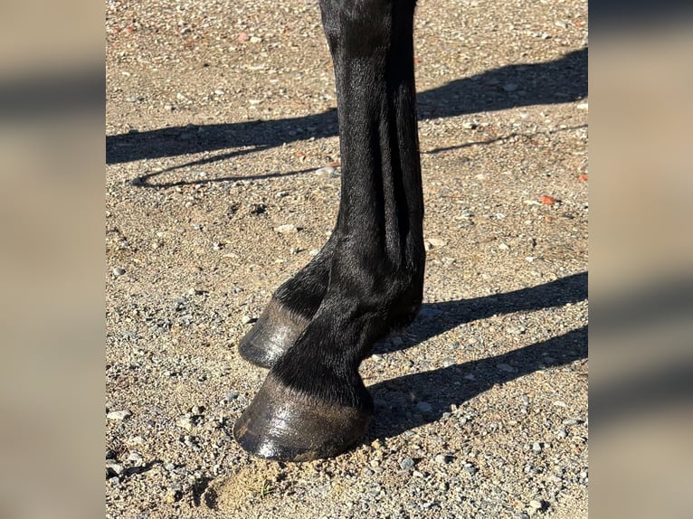 Selle Français Mare 5 years 16,1 hh Smoky-Black in Préchac