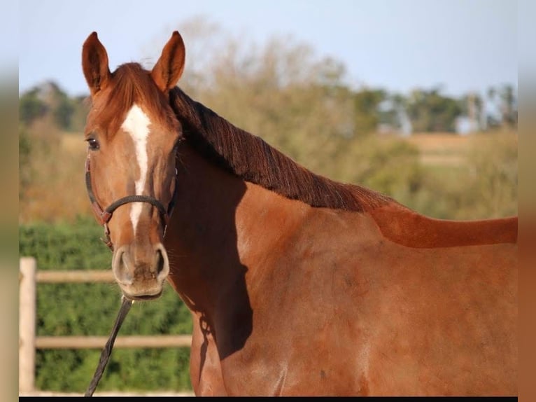 Selle Français Mare 5 years 16,2 hh Chestnut-Red in Préchac
