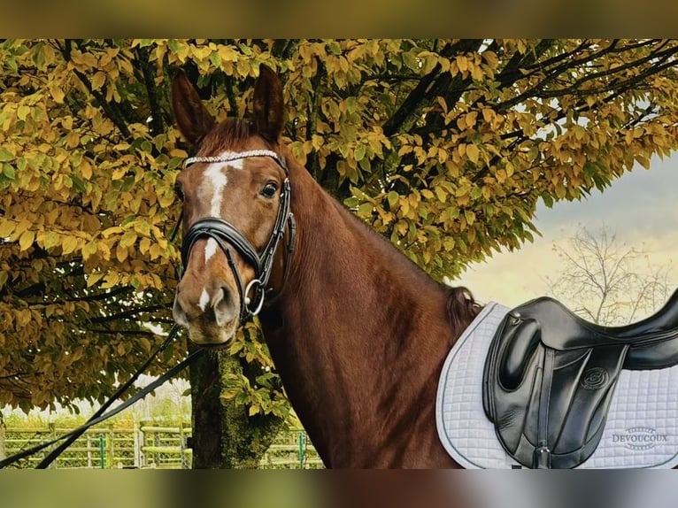 Selle Français Mare 5 years 17 hh Chestnut in Puurs Sint Amands