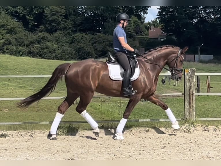 Selle Français Mare 5 years 17 hh Sorrel in Puurs Sint Amands