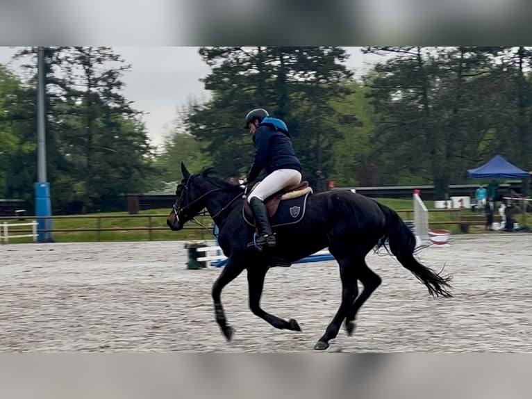 Selle Français Mare 5 years in Pouille
