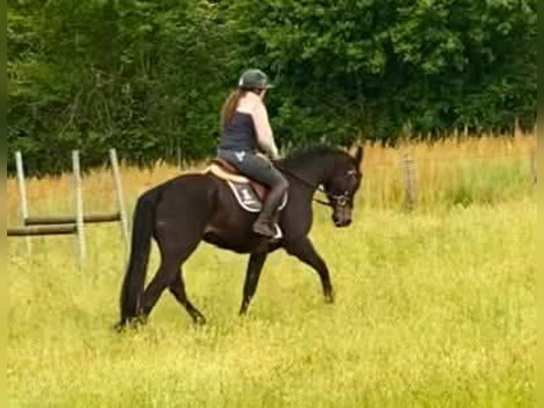 Selle Français Mare 5 years in Pouille