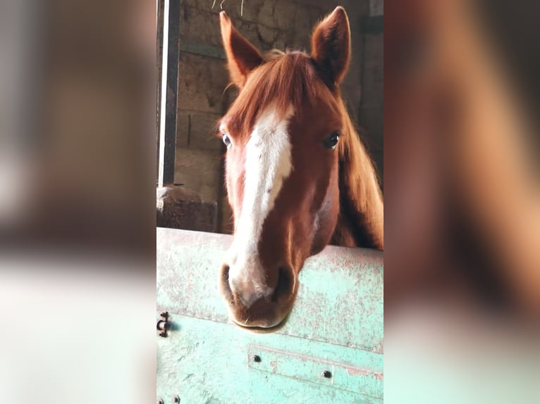 Selle Français Mare 6 years 15.2 hh Chestnut-Red in Les Chères