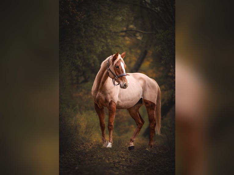 Selle Français Mare 6 years 15.3 hh Chestnut-Red in Beaumont de Pertuis