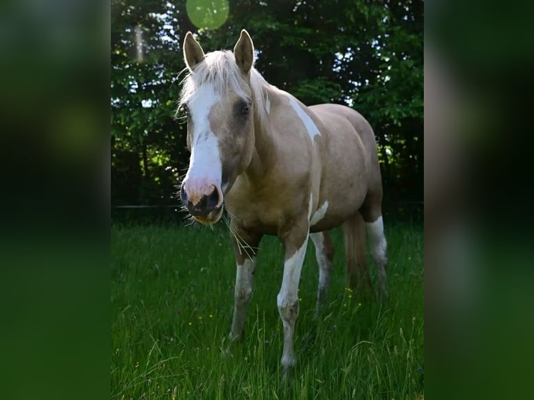 Selle Français Mare 6 years 15 hh Dun in Bordeaux