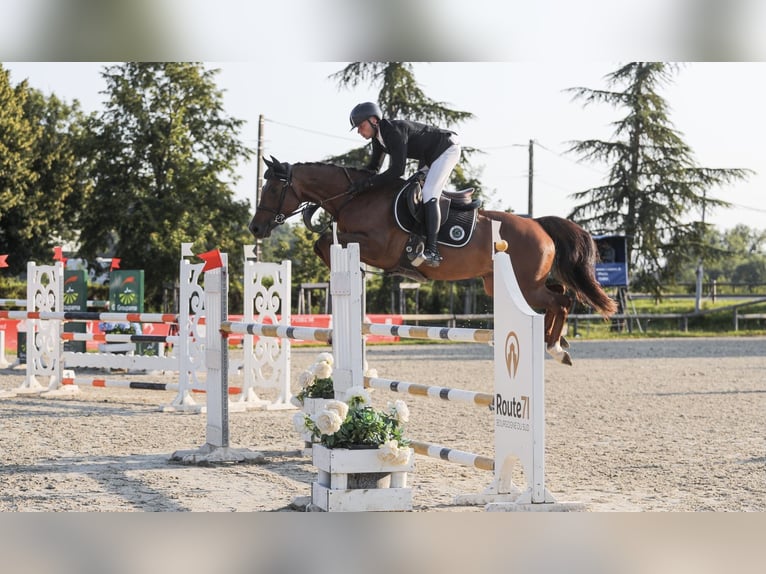 Selle Français Mare 6 years 15,1 hh Chestnut in 10 Chemin de l&#x2019;&#xC9;curie, Saint-Aubin-sur-Gaillon
