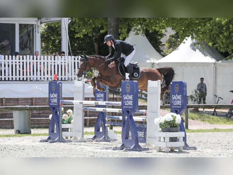 Selle Français Mare 6 years 15,1 hh Chestnut in 10 Chemin de l&#x2019;&#xC9;curie, Saint-Aubin-sur-Gaillon