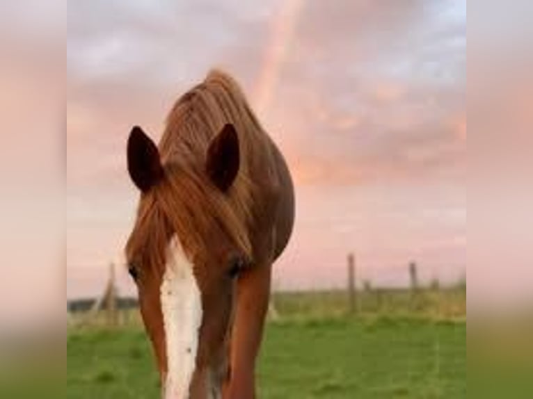Selle Français Mare 6 years 15,2 hh Chestnut-Red in Les Chères