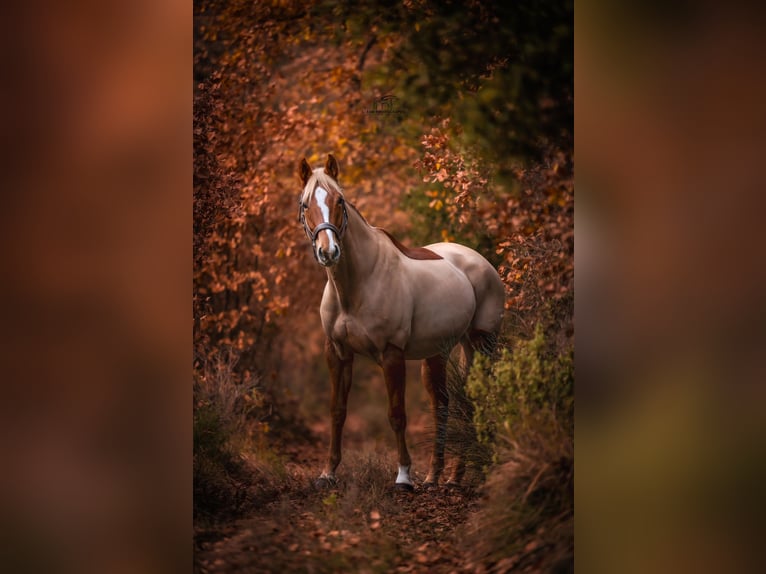 Selle Français Mare 6 years 15,3 hh Chestnut-Red in Riboulam