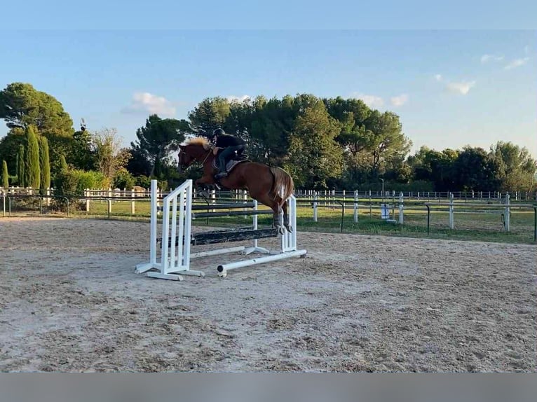 Selle Français Mare 6 years 15,3 hh Chestnut-Red in Beaumont de Pertuis