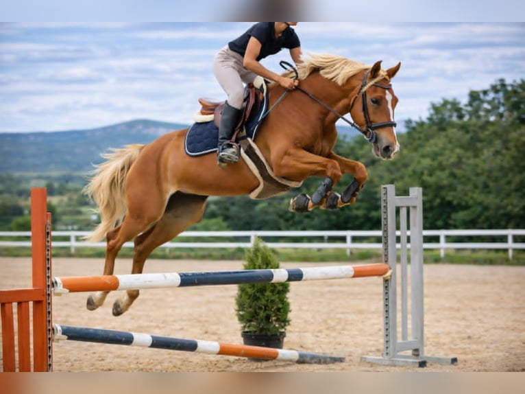 Selle Français Mare 6 years 15,3 hh Chestnut-Red in Beaumont de Pertuis