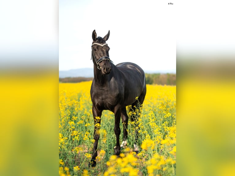 Selle Français Mare 6 years 16.2 hh Black in Pisieu