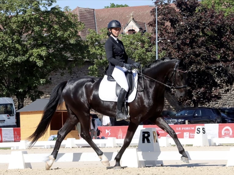 Selle Français Mare 6 years 16.2 hh Black in Pisieu