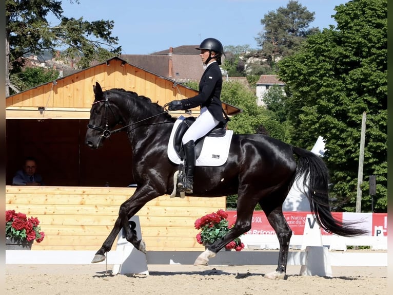 Selle Français Mare 6 years 16.2 hh Black in Pisieu