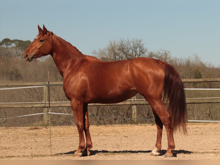 Selle Français Mare 6 years 16.2 hh Chestnut-Red in Soual