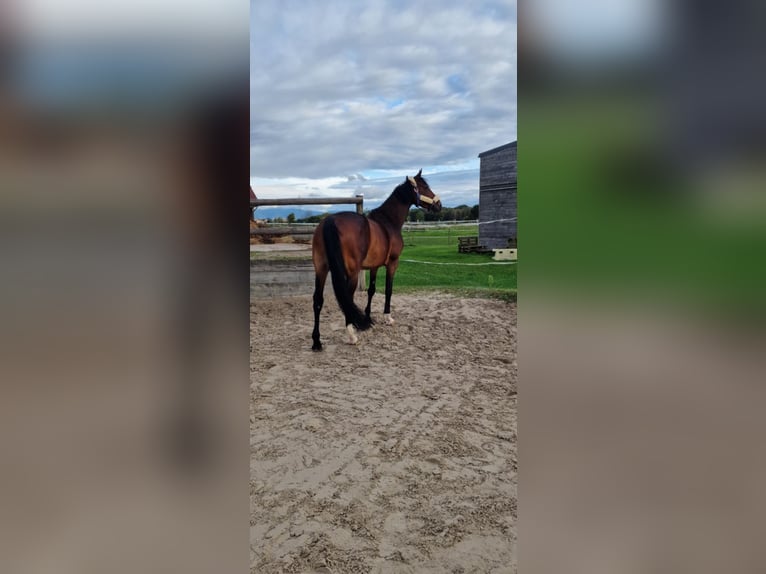 Selle Français Mare 6 years 16 hh Brown in Strasbourg