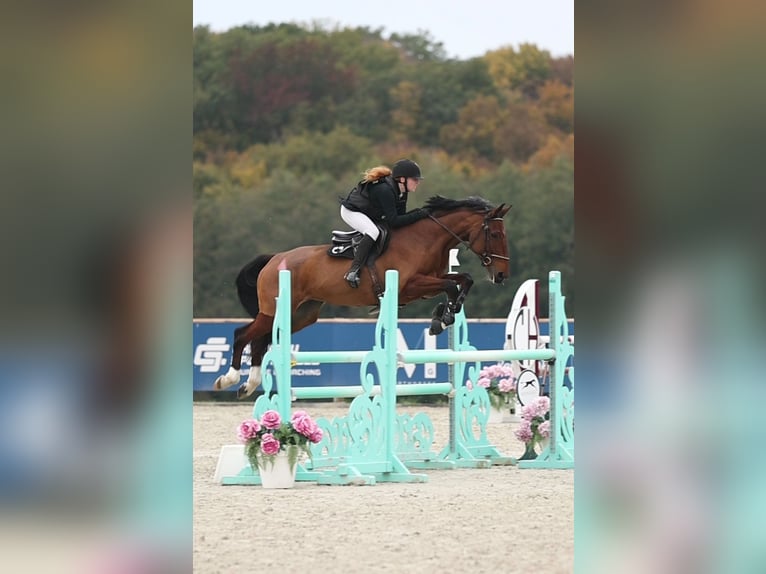 Selle Français Mare 6 years 16 hh Brown in Rambervillers