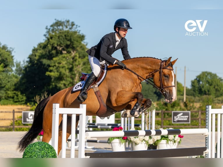 Selle Français Mare 6 years 16 hh Brown in Saint-Pierre-de-Coutances