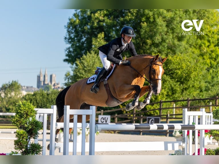 Selle Français Mare 6 years 16 hh Brown in Saint-Pierre-de-Coutances