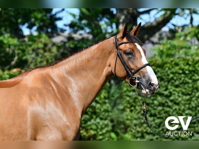 Selle Français Mare 6 years 16 hh Brown in Saint-Pierre-de-Coutances