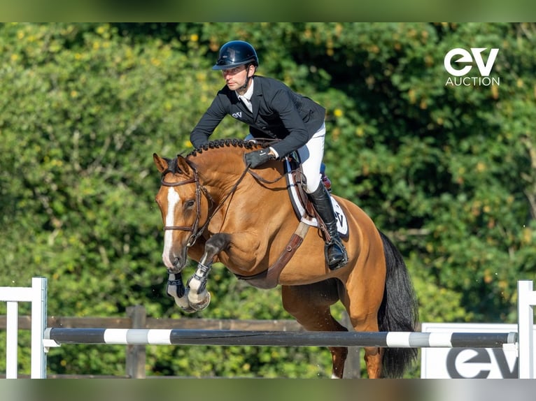 Selle Français Mare 6 years 16 hh Brown in Saint-Pierre-de-Coutances