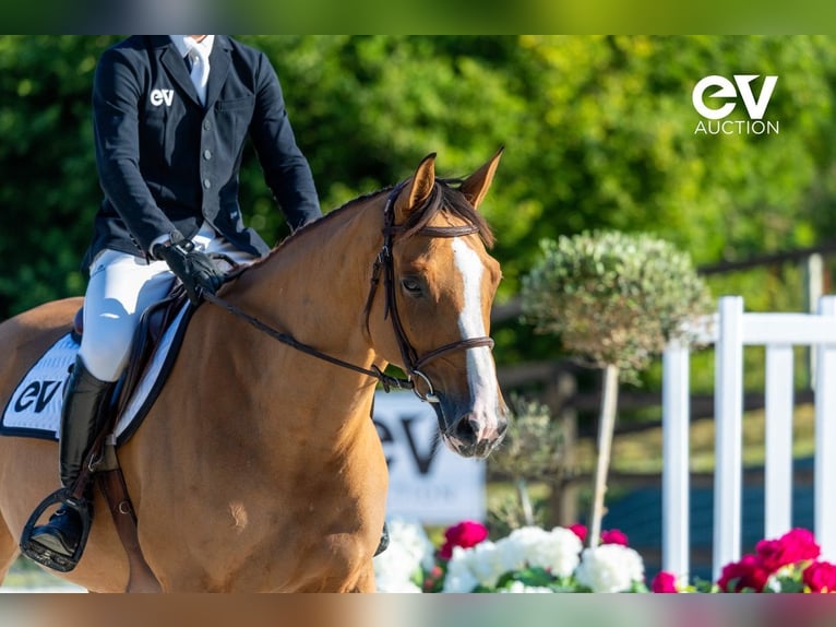 Selle Français Mare 6 years 16 hh Brown in Saint-Pierre-de-Coutances