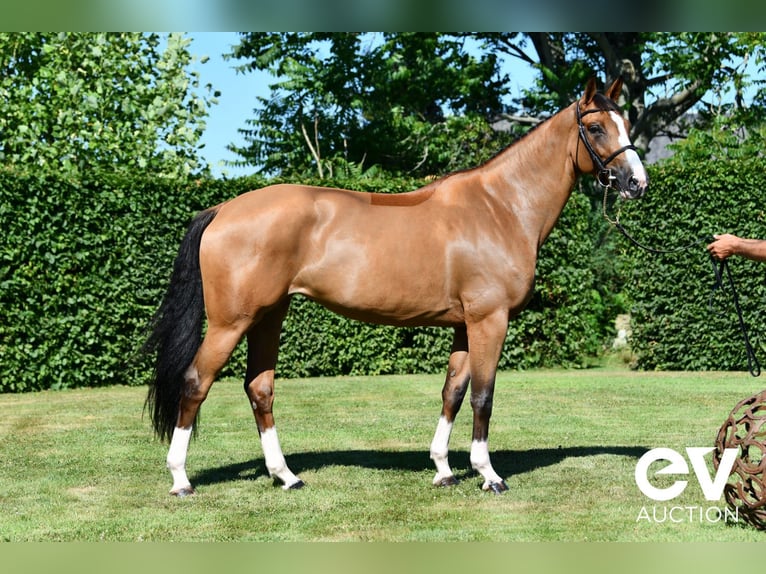 Selle Français Mare 6 years 16 hh Brown in Saint-Pierre-de-Coutances