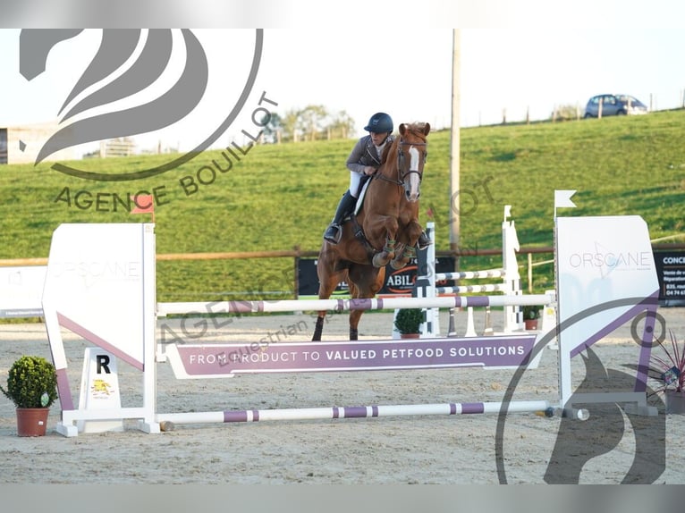 Selle Français Mare 6 years 16 hh Chestnut-Red in Montagny