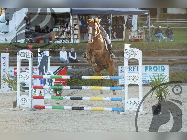 Selle Français Mare 6 years 16 hh Chestnut-Red in Montagny