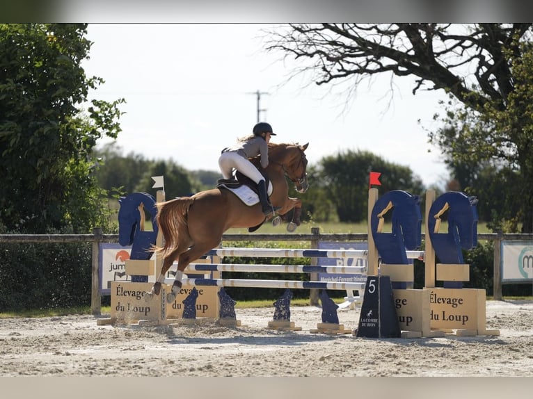 Selle Français Mare 6 years 16 hh Chestnut-Red in Montagny