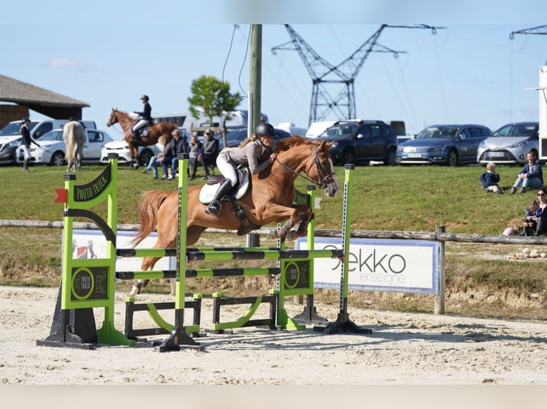 Selle Français Mare 6 years 16 hh Chestnut-Red in Montagny