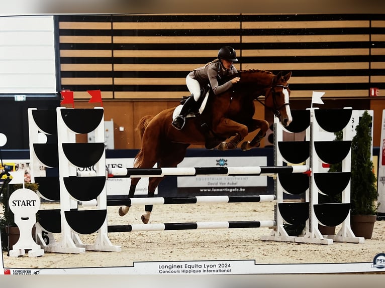 Selle Français Mare 6 years 16 hh Chestnut-Red in Montagny