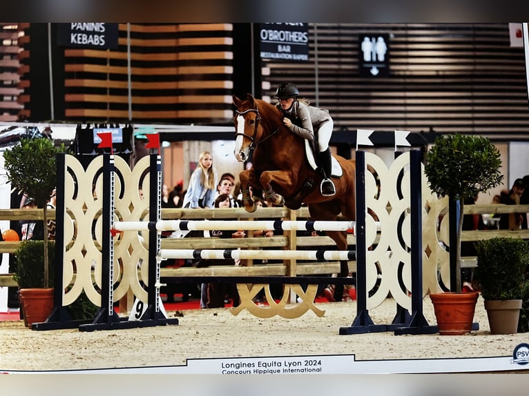 Selle Français Mare 6 years 16 hh Chestnut-Red in Montagny