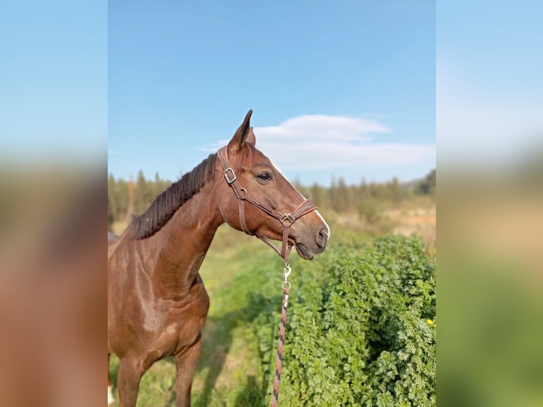 Selle Français Mare 6 years 16 hh Chestnut in Lleida