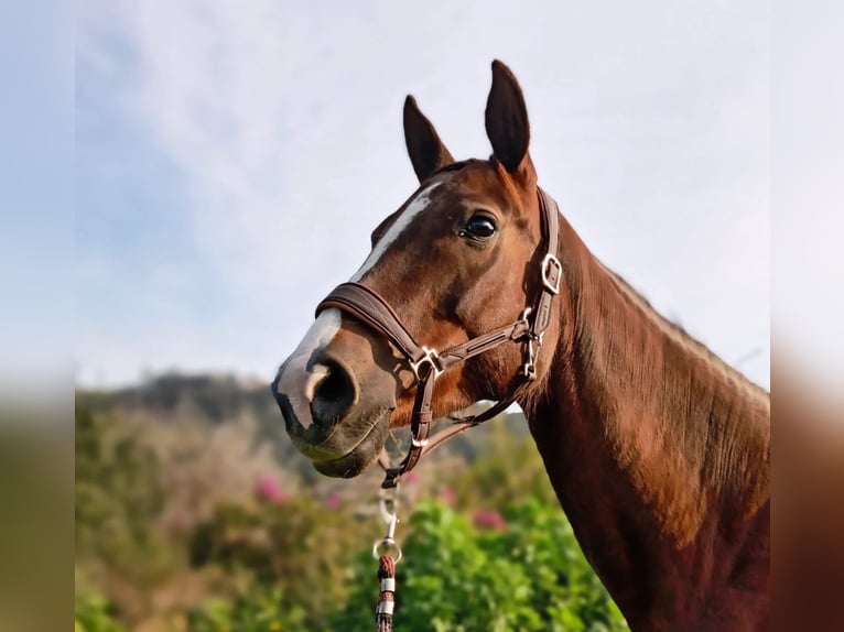 Selle Français Mare 6 years 16 hh Chestnut in Lleida
