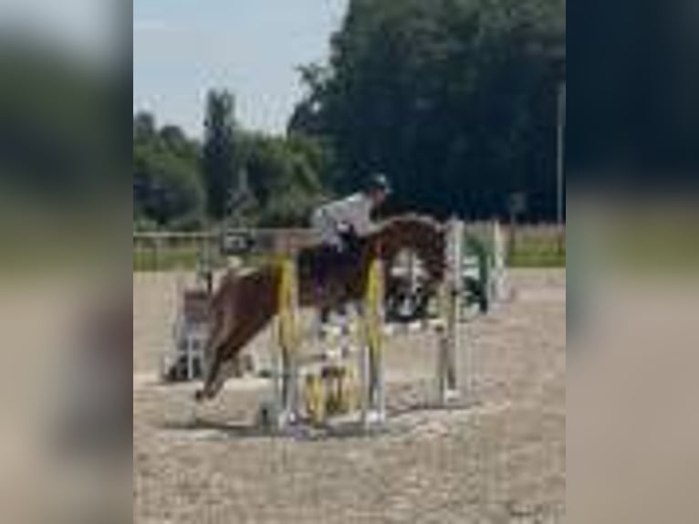 Selle Français Mare 6 years 16 hh Chestnut in vienne en val
