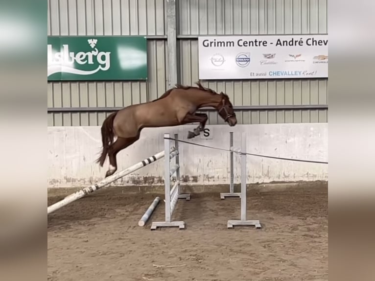 Selle Français Mare 6 years 16,2 hh Chestnut-Red in Versoix