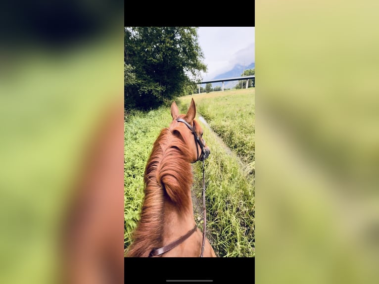 Selle Français Mare 6 years 16,2 hh Chestnut-Red in Versoix