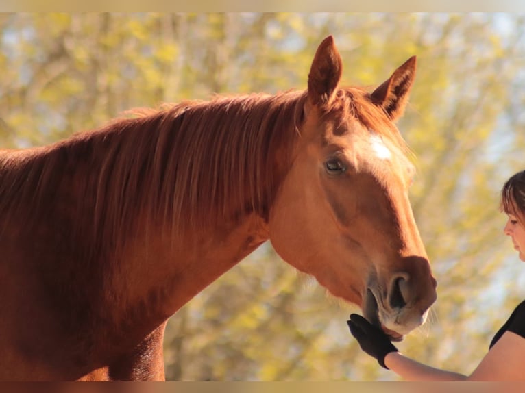 Selle Français Mare 6 years 16,2 hh Chestnut-Red in Soual