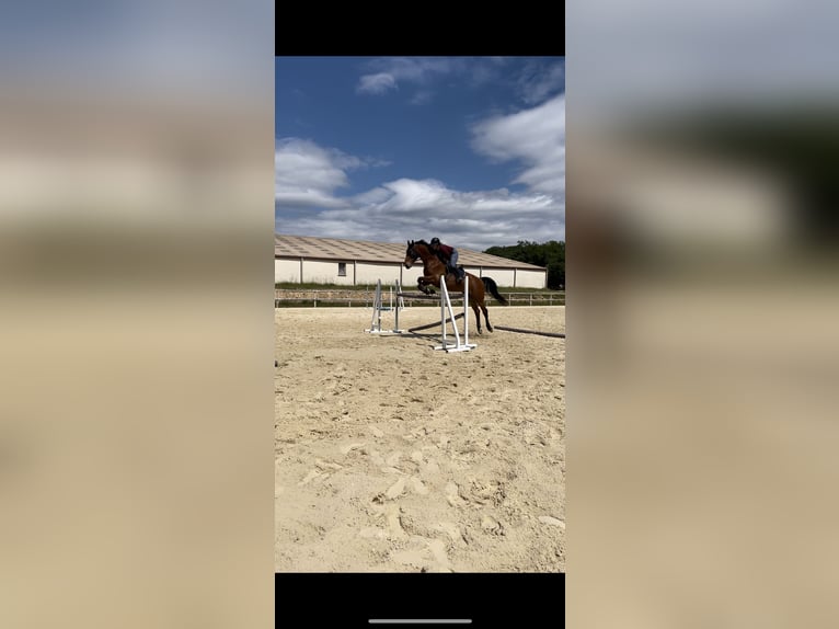 Selle Français Mare 6 years 17 hh Brown in Saint-Hilaire-d&#39;Ozilhan