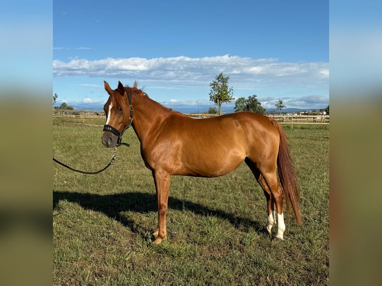 Selle Français Mare 7 years 14,1 hh Chestnut-Red in GROTE-BROGEL