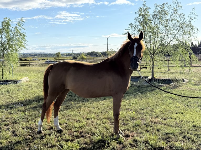 Selle Français Mare 7 years 14,1 hh Chestnut-Red in GROTE-BROGEL