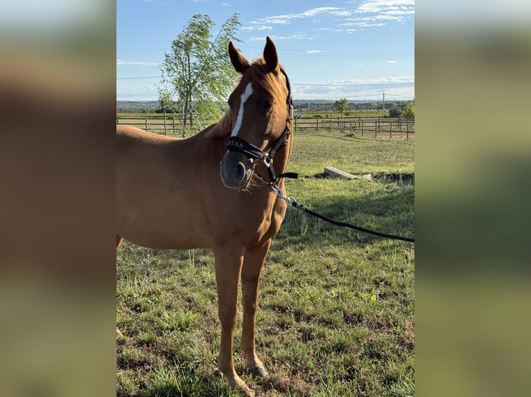 Selle Français Mare 7 years 14,1 hh Chestnut-Red in GROTE-BROGEL